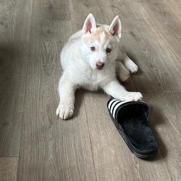 Girl 1 - Gold - Sable and white female Siberian Husky puppy in Independence, Wisconsin from Hito's Huskies