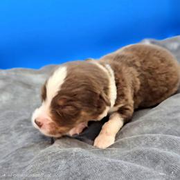 Grey Collar RTM - Red tri-color male Miniature American Shepherd puppy in Lexington, Kentucky from Deuce's Den