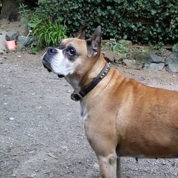 Boxer Puppies from Clydesflashyboxers