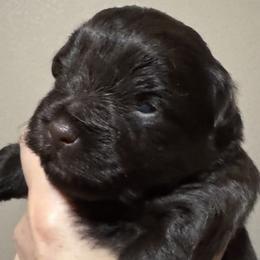 Solid Liver girl - Liver female Miniature Schnauzer puppy in Pflugerville, Texas from K&K Precious Tx schnauzers