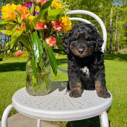 River - Phantom male Bernedoodle puppy in St Joe, Indiana from Pawsh Bernedoodles