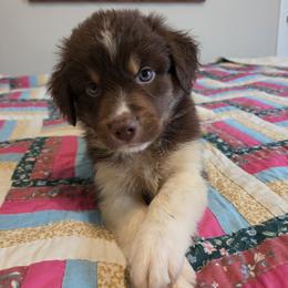 Tank - Red tri male Miniature Australian Shepherd puppy in Florida from Silver Palms Ranch