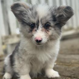 Chester (blue) fluffy - Blue merle and white male American Corgi puppy in East Oakdale, California from Rhettro Kennels