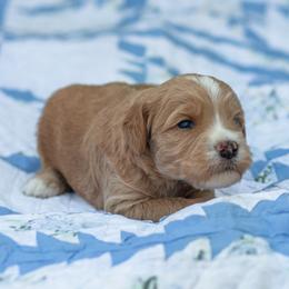Orange - Apricot male Goldendoodle puppy in Rocklin, California from FurEver Yours Goldendoodles
