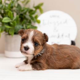 Rosie - Red female Havanese puppy in North Lawrence, Ohio from Tiffany's Havanese
