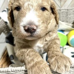 Goldendoodles and Poodles from Poodle Doodle World