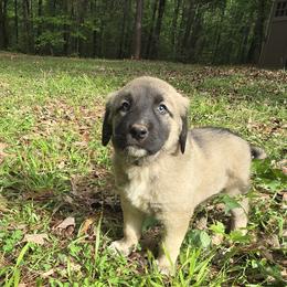 Boy 1- Green - Fawn male Anatolian Shepherd Dog puppy in La Grange, Georgia from Florida Anatolian Shepherds