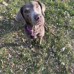 Bella - Dilute Retriever