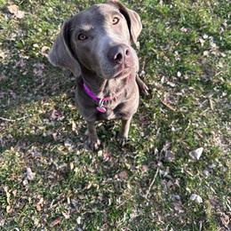 Bella - Dilute Retriever