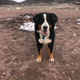 Indy - Bernese Mountain Dog