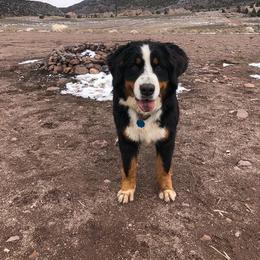 Indy - Bernese Mountain Dog