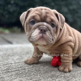 Bentley - Bulldog puppy from English Bulldogs of the Seven Hills