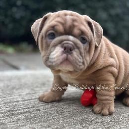 Bentley - Bulldog puppy from English Bulldogs of the Seven Hills