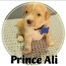 Goldendoodle Puppies from Magical Goldendoodles of Pioneer Valley, MA