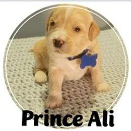 Goldendoodle Puppies from Magical Goldendoodles of Pioneer Valley, MA