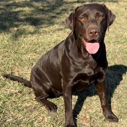Quinn - Labrador Retriever