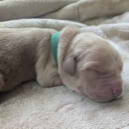 Boy 3 - Golden male Golden Retriever puppy in Buckley, Washington from Chrysus Spirit Goldens