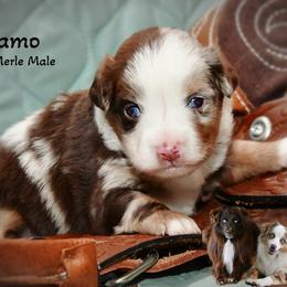 Camo - Red merle male Australian Shepherd puppy in Ranger, Texas from Outback Mini Aussies