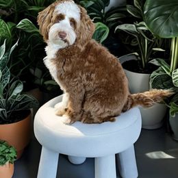 Hudson - Australian Labradoodle