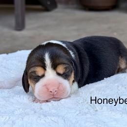 Honeybee - Black tan and white female Beagle puppy in Mansfield, Missouri from Rippee Creek Kennel