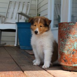 Collie Puppies from Americana Rough Collies