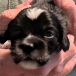 Hope - Black female Lhasa Apso puppy in Fort Worth, Texas from Cynthia's Lhasa Apsos