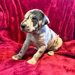 Drake - Merle male Great Dane puppy in Jerusalem, Arkansas from Mara Danes