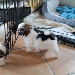 Shih Tzu Puppies from R&R Shih-Tzus