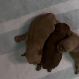 Brussels Griffon puppies from Shelly's Brussels Griffons