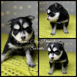 Sarabi - Black and white female Pomsky puppy in Rossville, Georgia from Scenic City Pomskies