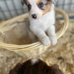 Toy Australian Shepherd Puppies from Lone Oak Aussies