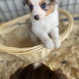 Toy Australian Shepherd Puppies from Lone Oak Aussies