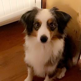 Miniature American Shepherd and Miniature Australian Shepherd All Grown Up from Sweetbay Aussies/ Miniature American Shepherds