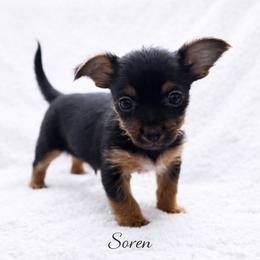 Soren - Black and tan male Yorkshire Terrier puppy in Iron Mountain, Michigan from Celestial Family Terriers (Yooper Yorkies)
