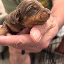 Girl 1 - April - Chocolate and cream female Dachshund puppy in Dorchester, Texas from Texas Mini Dachs