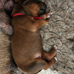 Red - Red wheaten male Rhodesian Ridgeback puppy in Vail, Arizona from Malibak Rhodesians