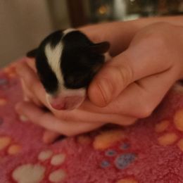 Girl 2 - Yorkshire Terrier puppy from Happy Tails Farms