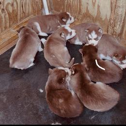 Alpine - Red and white female Siberian Husky puppy in Thomasville, Georgia from Southern Blues Siberian Huskies