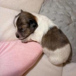 Cream Brindle Dapple Piebald Girl AKC LIMITED - Dapple female Dachshund puppy in Pauls Valley, Oklahoma from Simply Happy Dachshunds