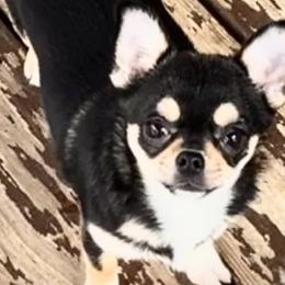 Wendy - Chihuahua