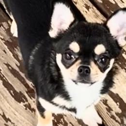 Wendy - Chihuahua