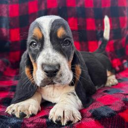 Xander - Black tan and white male Basset Hound puppy in Cleveland, Tennessee from Smokey Mtn Bassets
