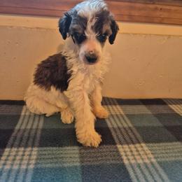 Oakley - Parti male Poodle puppy in Belgrade, Maine from Mere Point Poodles