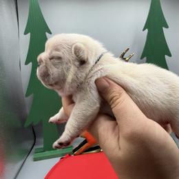 Cupid - Cream male French Bulldog puppy in Largo, Florida from Infinity Frenchies