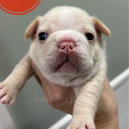 Lita - Cream female French Bulldog puppy in Port Charlotte, Florida from Fluffing Frenchies LLC