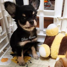 Ringo - Black and tan male Chihuahua puppy in Ponca City, Oklahoma from Bliss Acres Farm