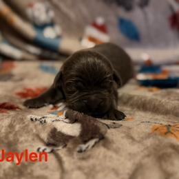 Jaylen - Black male Cane Corso puppy in Jacksonville, North Carolina from Cor Dei Cane Corso