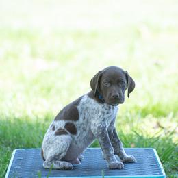 German Shorthaired Pointer and Vizsla Puppies from Nosam Kennels