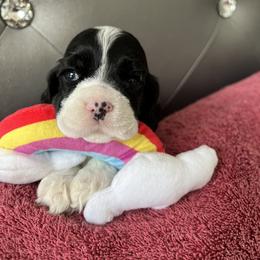 Cocker Spaniel Puppies from Dovecreek Cockers