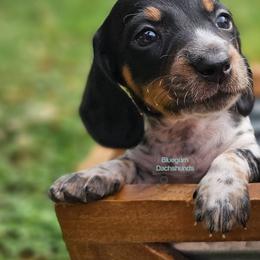 Graham smooth Black and tan pie male - Piebald male Dachshund puppy in Herald, California from Bluegum Dachshunds